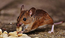 24 Hour & Emergency Exterminators in Cornwall Boro, PA